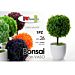 UTY/PIANTINA BONSAI ASS 26CM XD1684Gicos